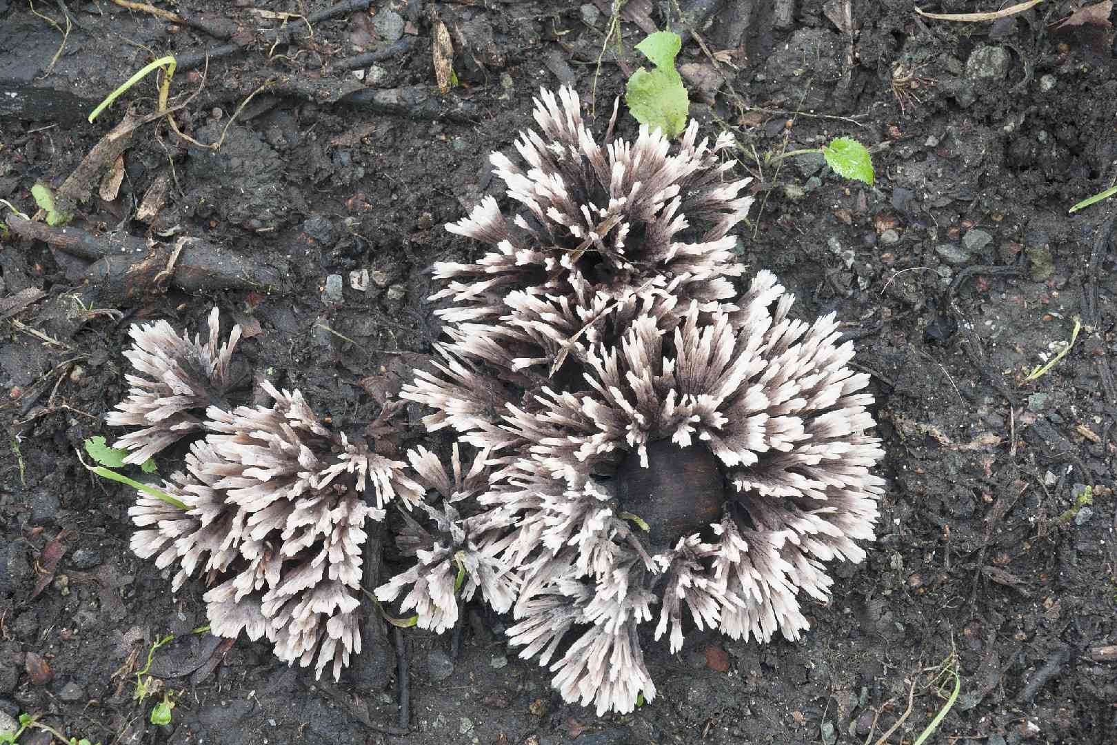 Thelephora anthocephala (Thelephora anthocephala) thumbnail 1