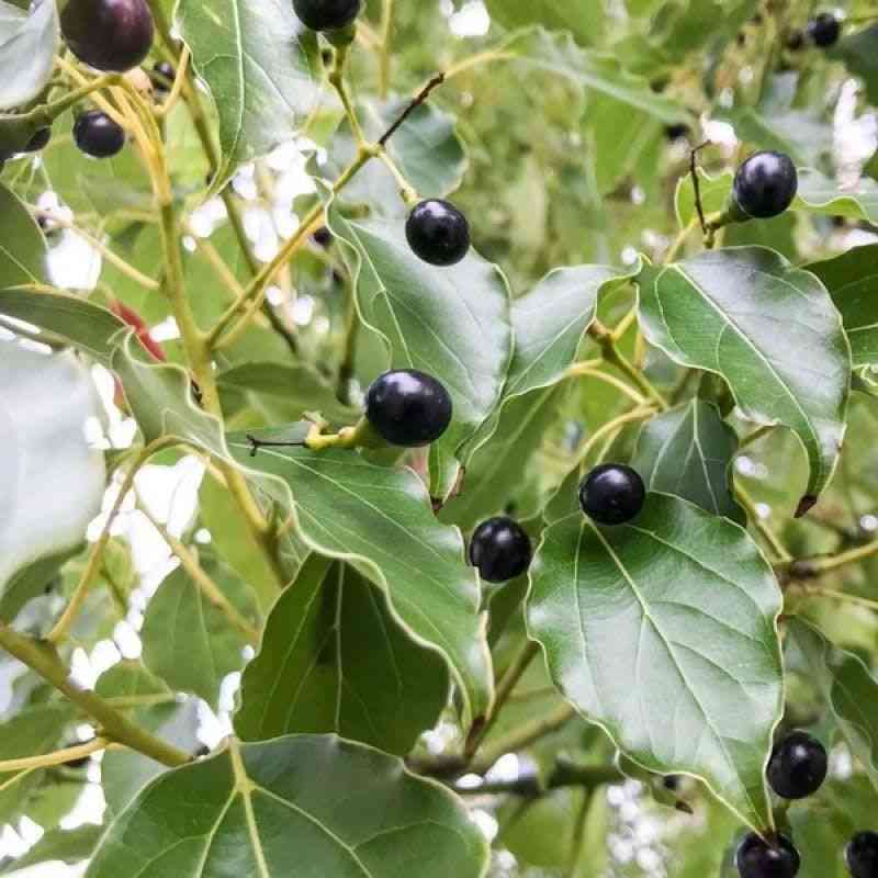 Camphor tree