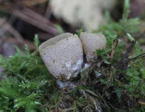 Toothed cup (Tarzetta cupularis) thumbnail 2