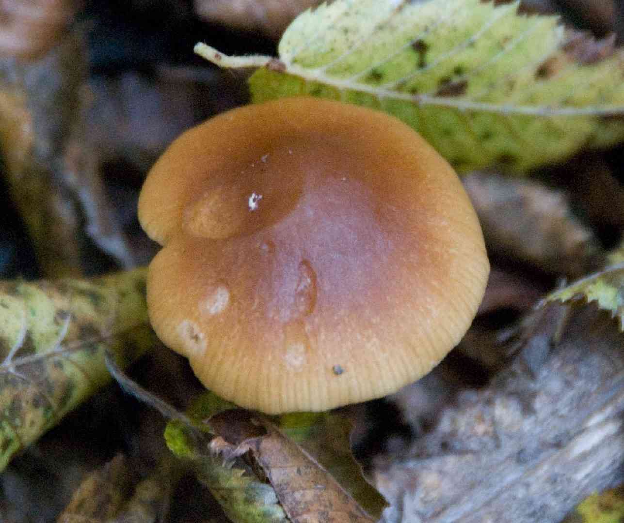 Conocybe rugosa (Conocybe rugosa) thumbnail 2