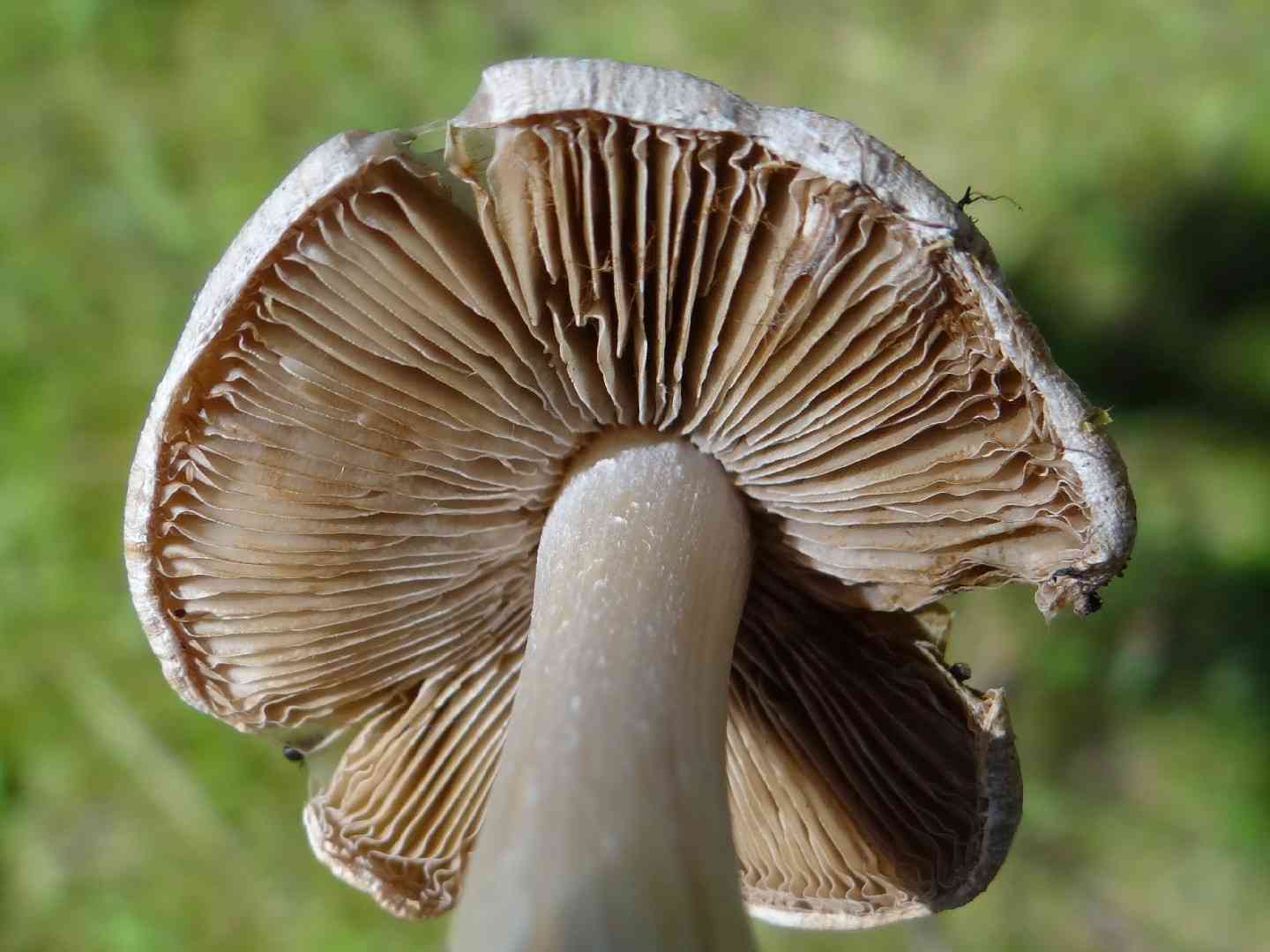 Deadly fibercap (Inocybe erubescens) thumbnail 3