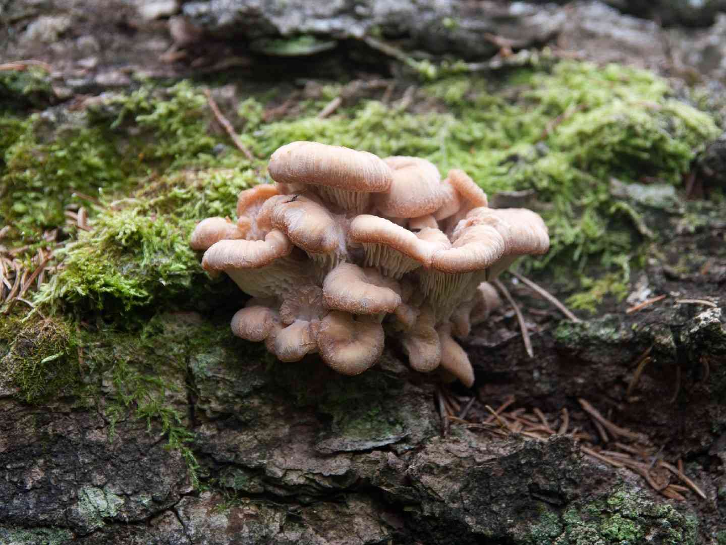 Lentinellus vulpinus (Lentinellus vulpinus) thumbnail 2