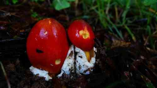 Jackson's slender caesar (Amanita jacksonii) thumbnail 2