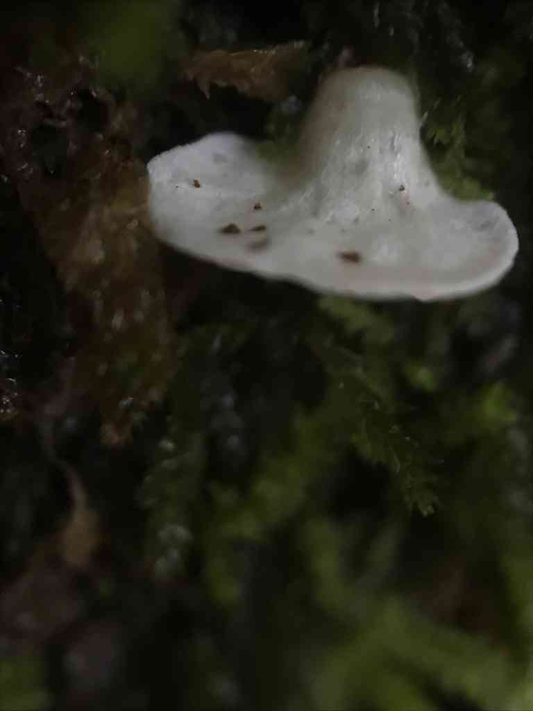 Small moss oysterling (Arrhenia retiruga) thumbnail 3