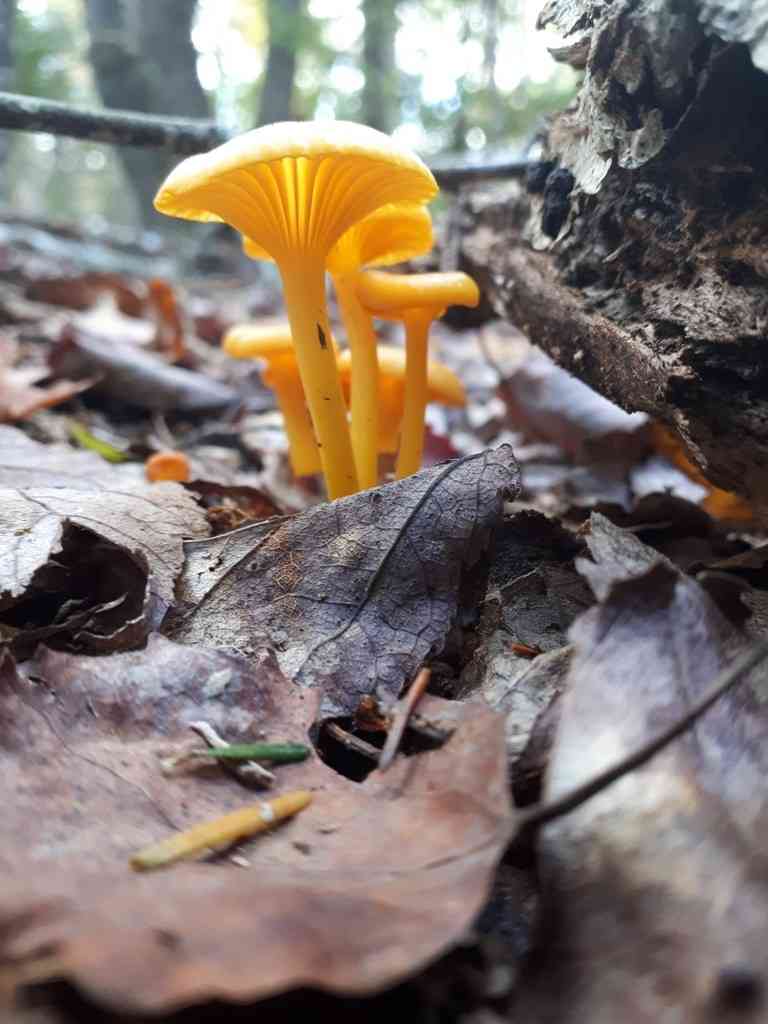Shining waxcap