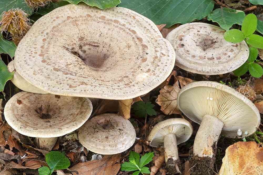 Lactarius fluens (Lactarius fluens) thumbnail 1