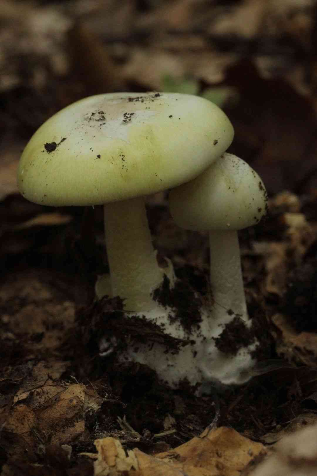 Death cap