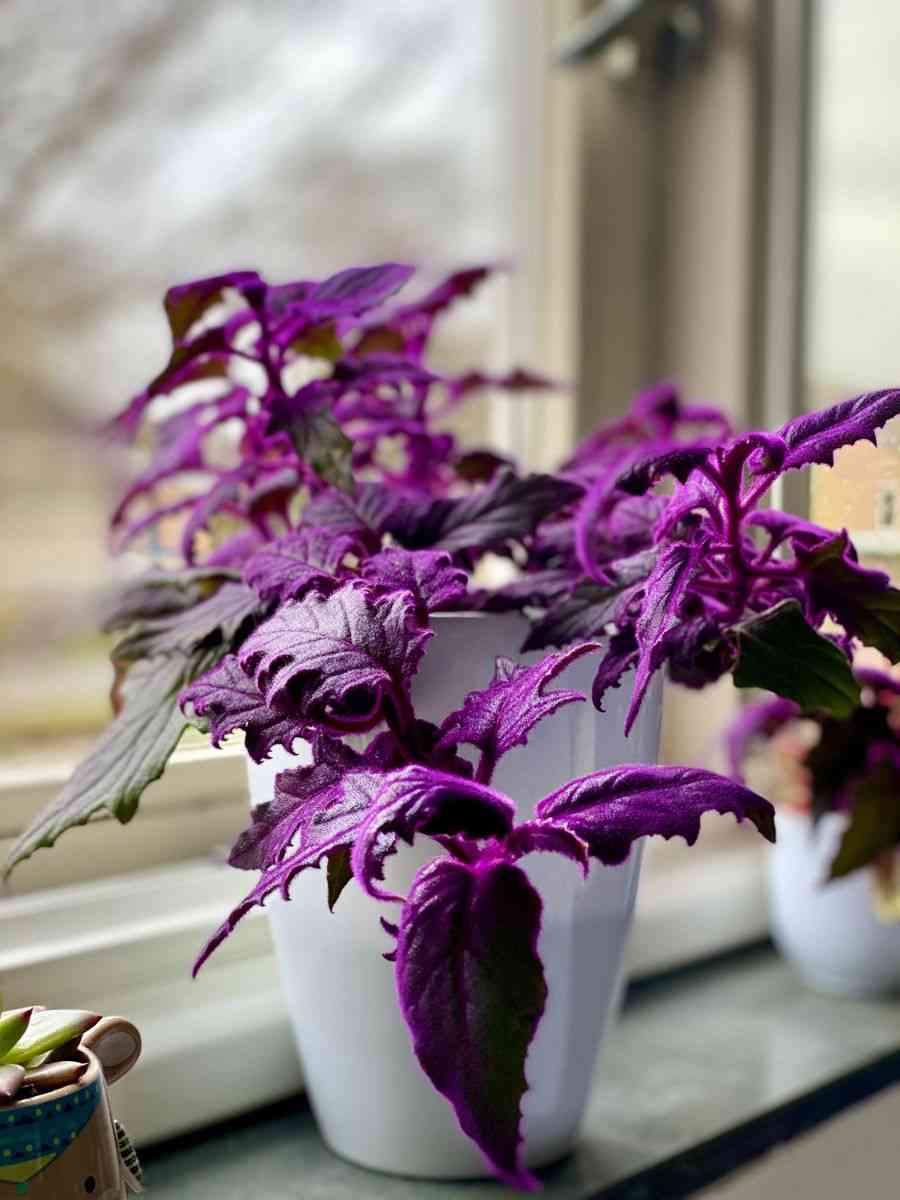 Velvet plant