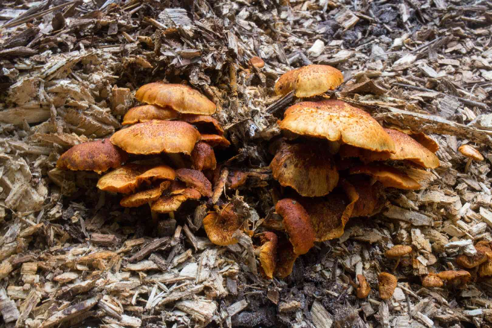Magic blue gym (Gymnopilus aeruginosus) thumbnail 1