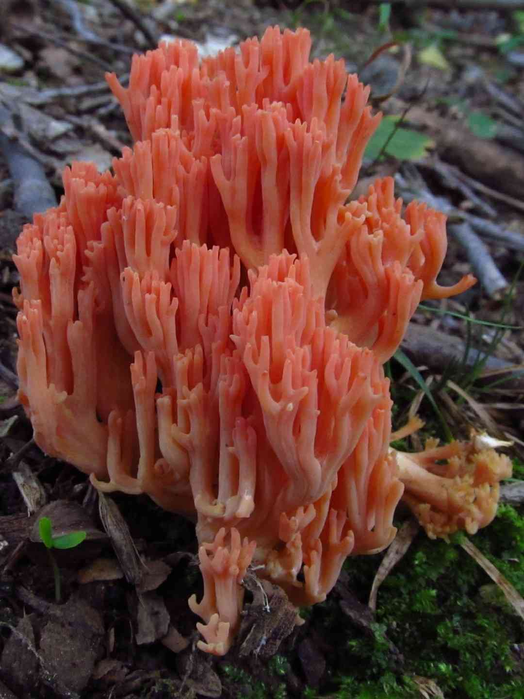 Ramaria subbotrytis