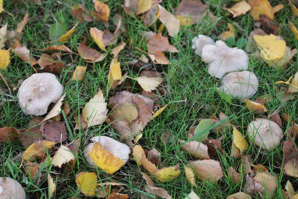 Tricholoma argyraceum (Tricholoma argyraceum) thumbnail 1