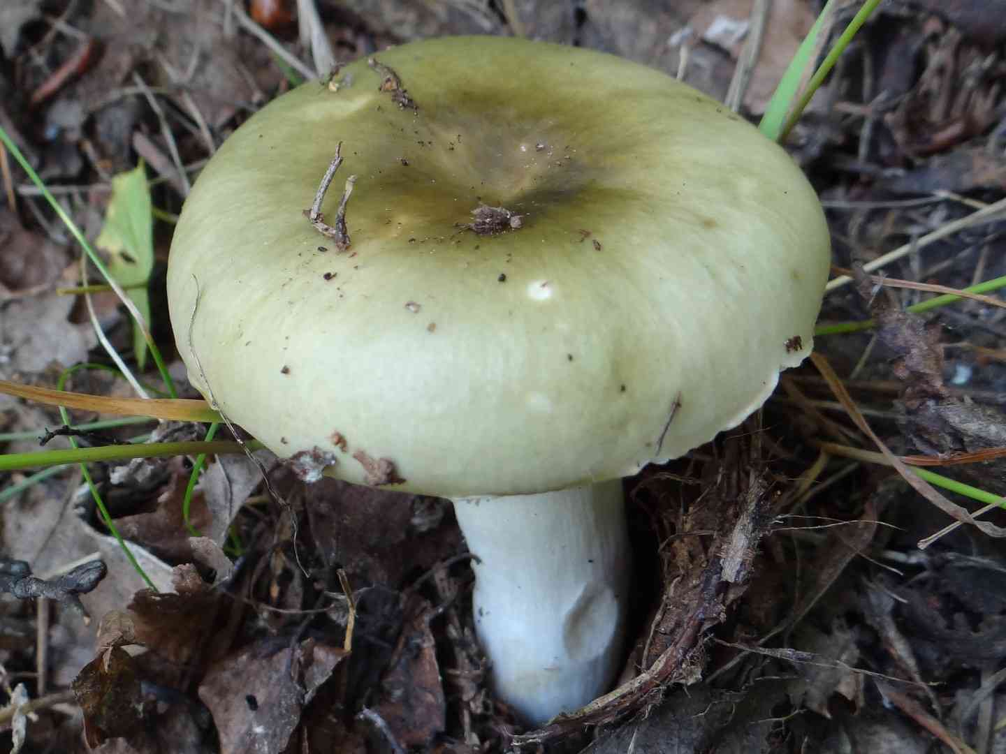 Green brittlegill (Russula aeruginea) thumbnail 2