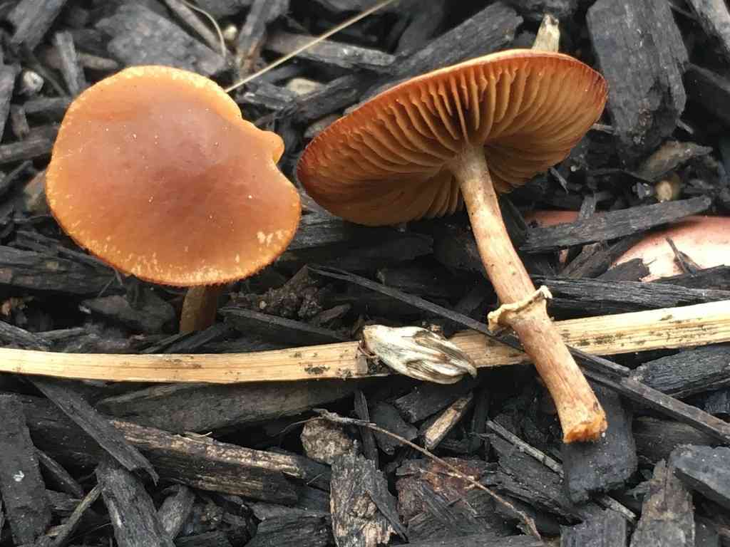 Conocybe rugosa (Conocybe rugosa) thumbnail 3