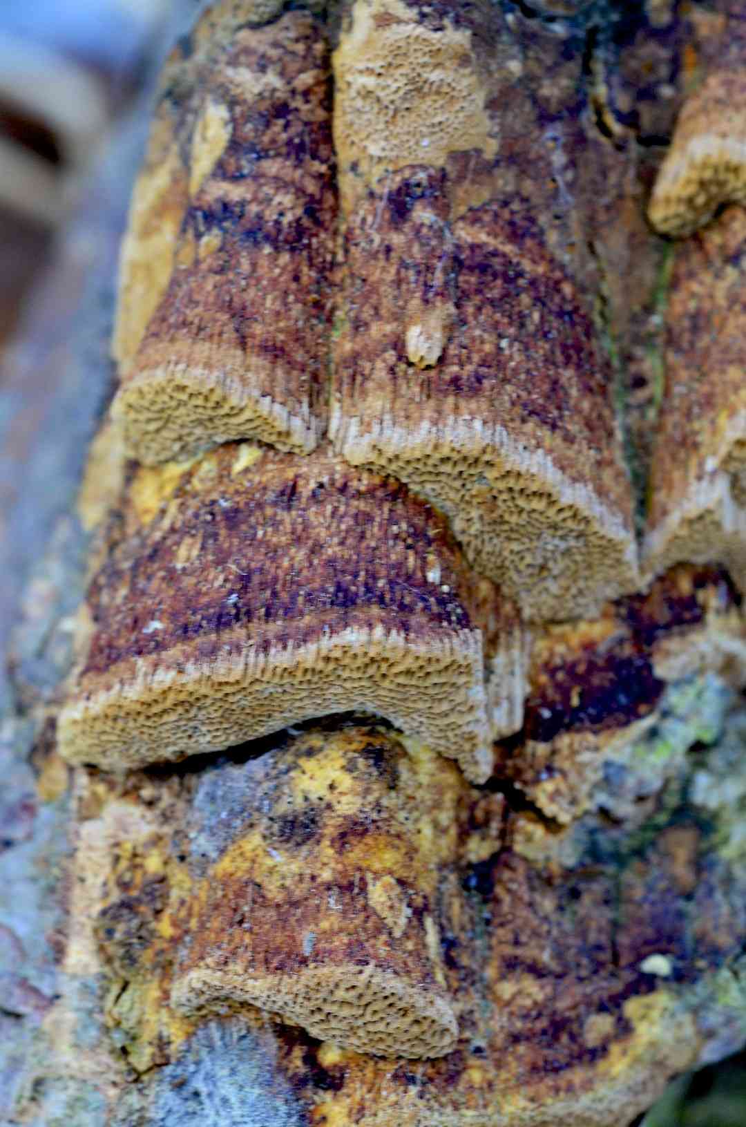 Cinnamon porecrust (Fuscoporia ferrea) thumbnail 2