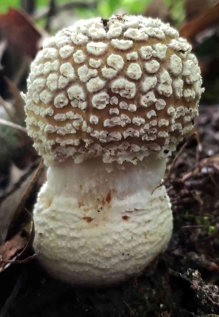 Small funnel-veil amanita (Amanita multisquamosa) thumbnail 3