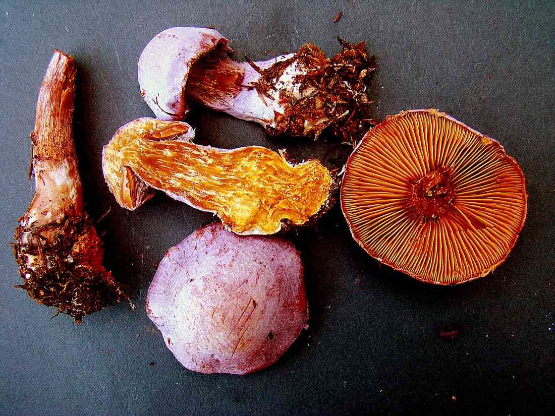 Gassy webcap (Cortinarius traganus) thumbnail 2