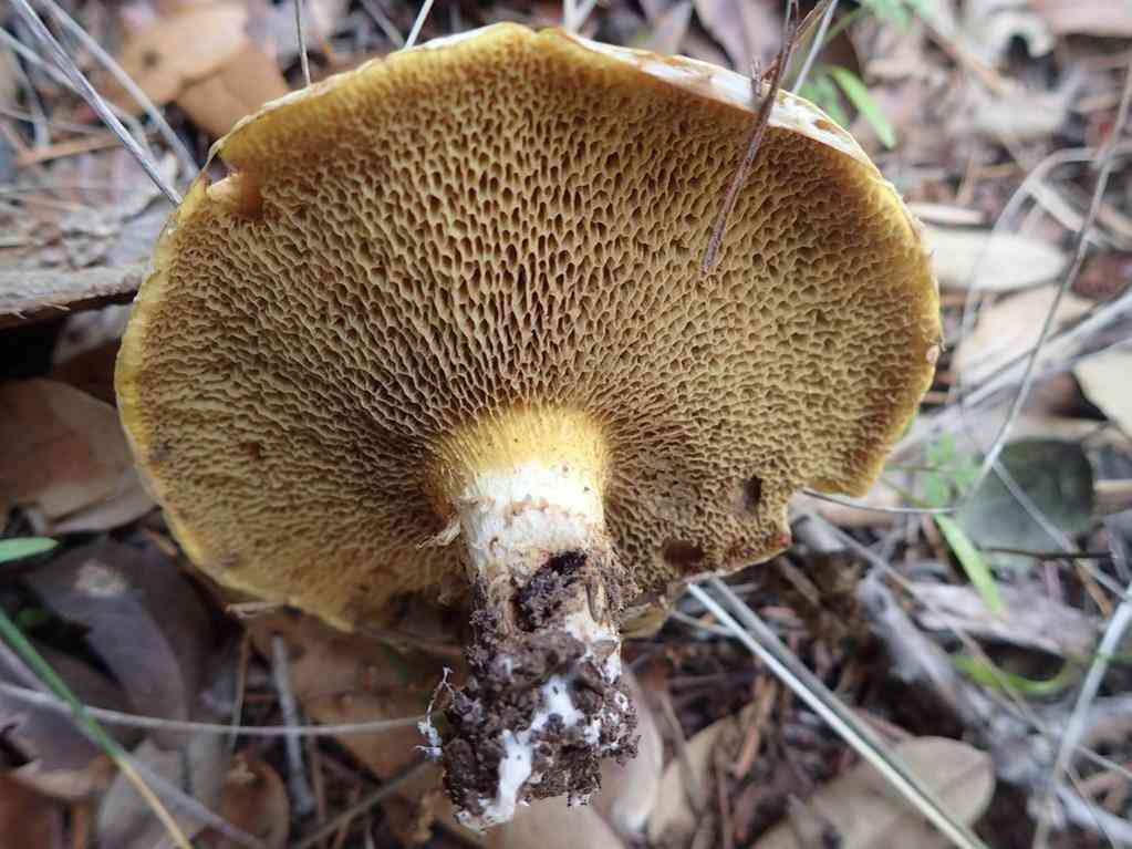 Fat jack (Suillus caerulescens) thumbnail 2