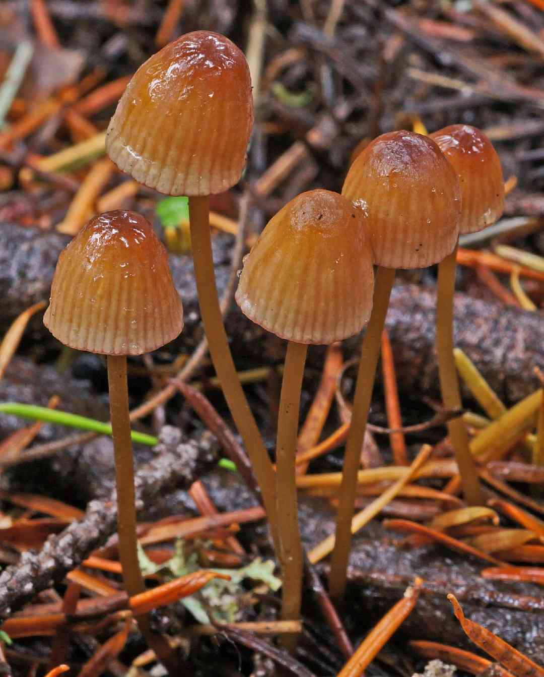 Bleeding bonnet (Mycena sanguinolenta) thumbnail 3