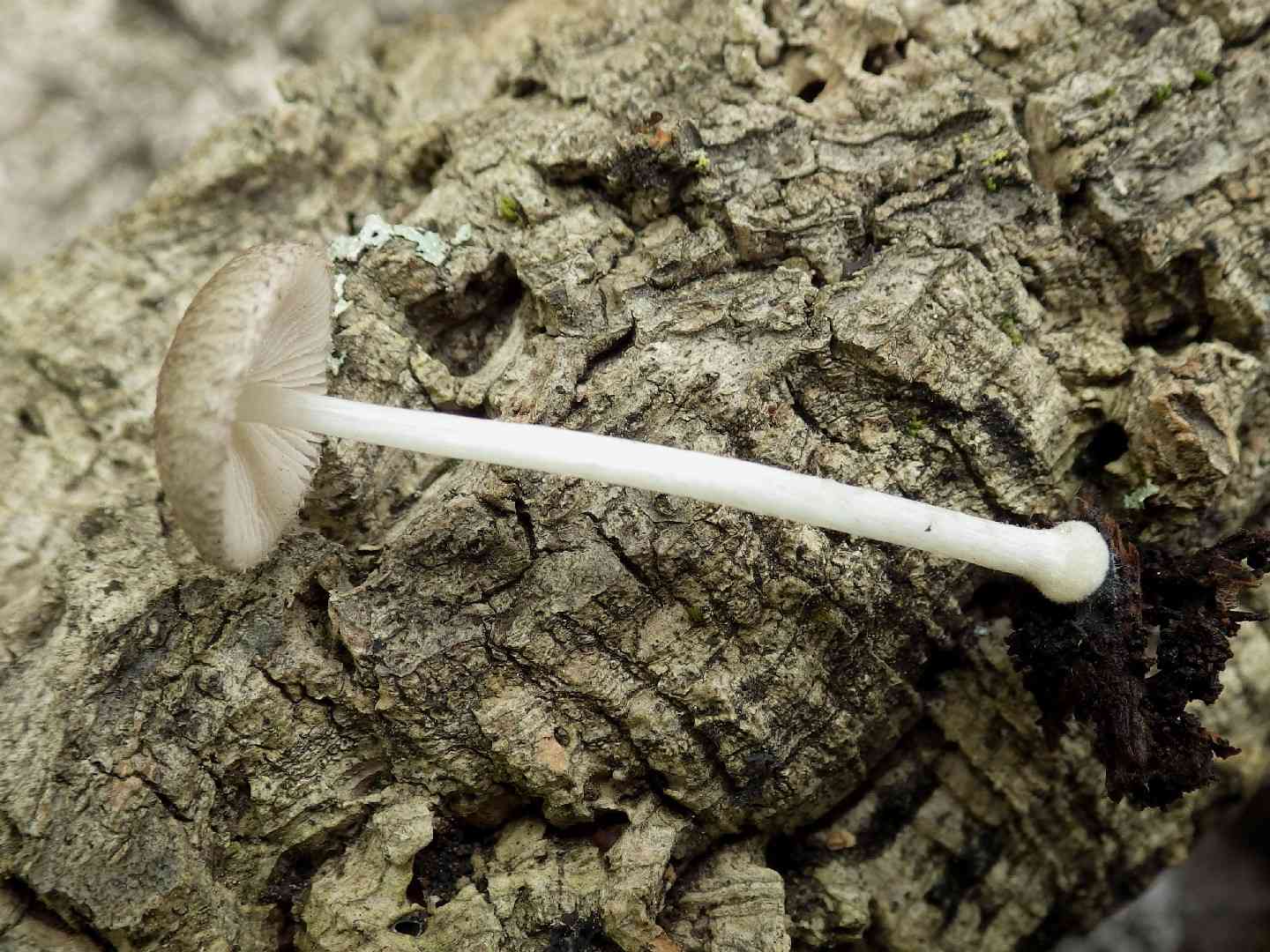 Fleecy shield (Pluteus hispidulus) thumbnail 1