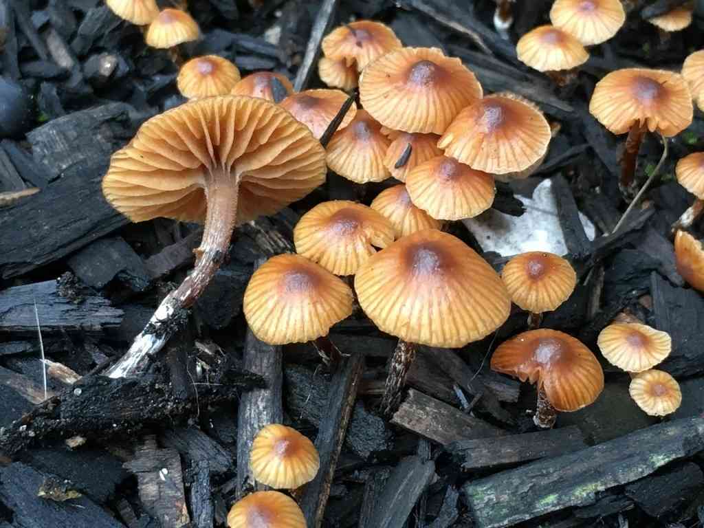 Galerina Badipes (Galerina badipes) thumbnail 2