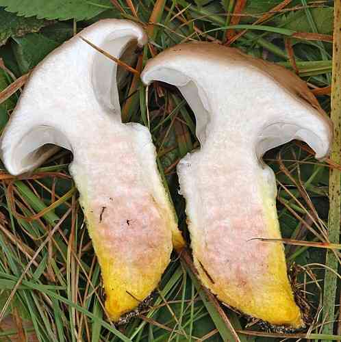 Slimy spike (Gomphidius glutinosus) thumbnail 3