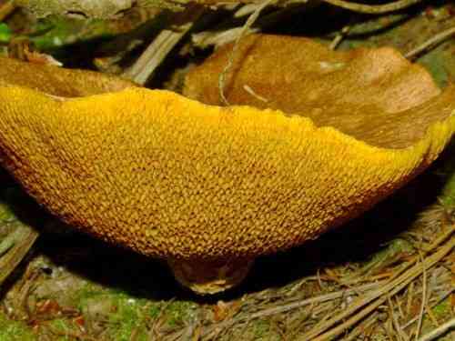 Matte Jack (Suillus lakei) thumbnail 3