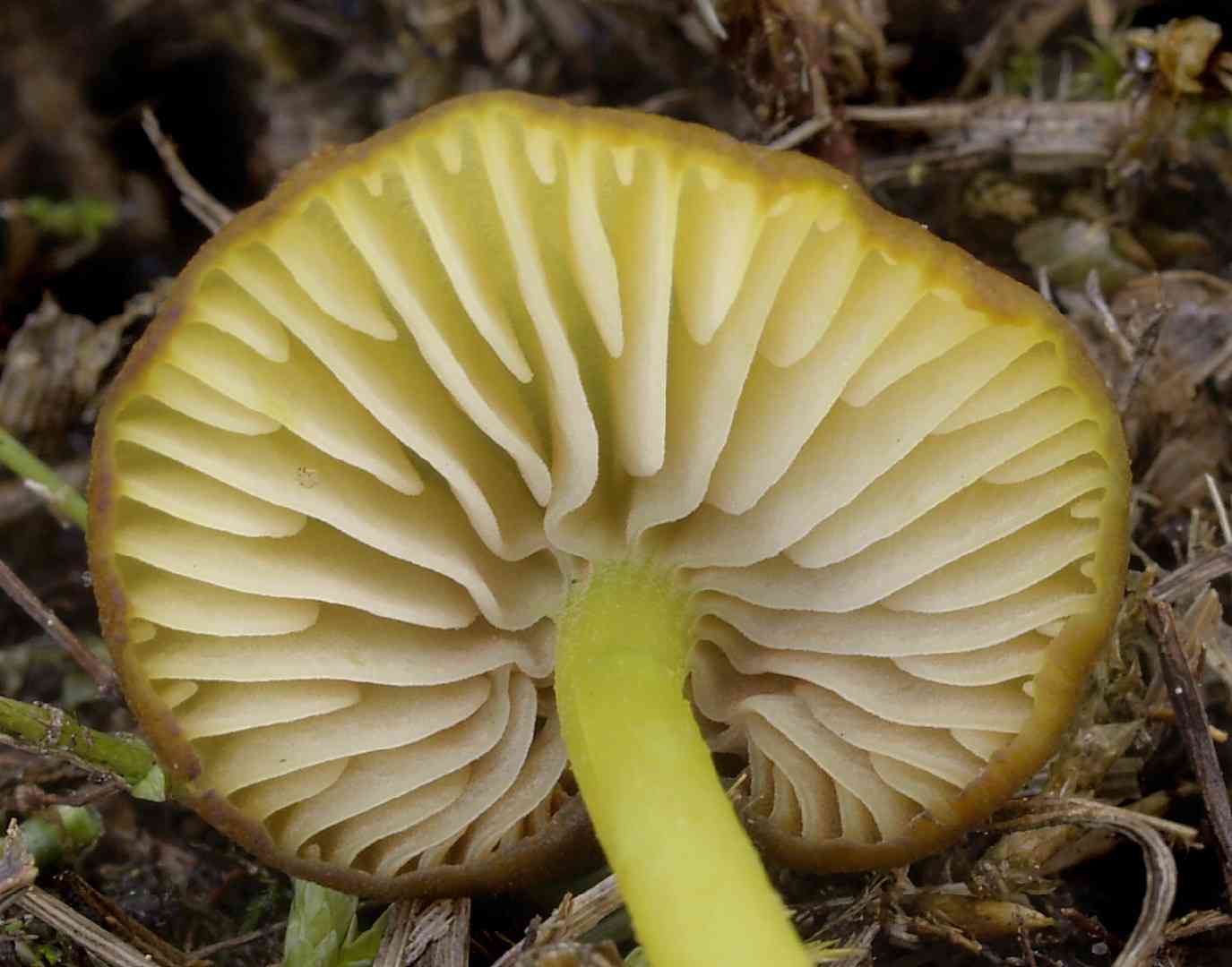 Mousepee pinkgill (Entoloma incanum) thumbnail 3