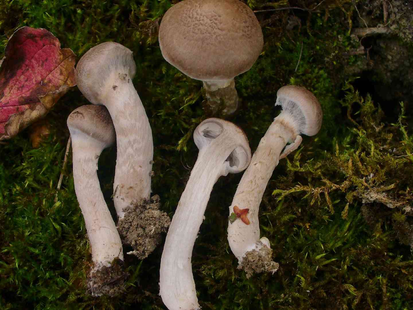 Girdled knight (Tricholoma cingulatum) thumbnail 2