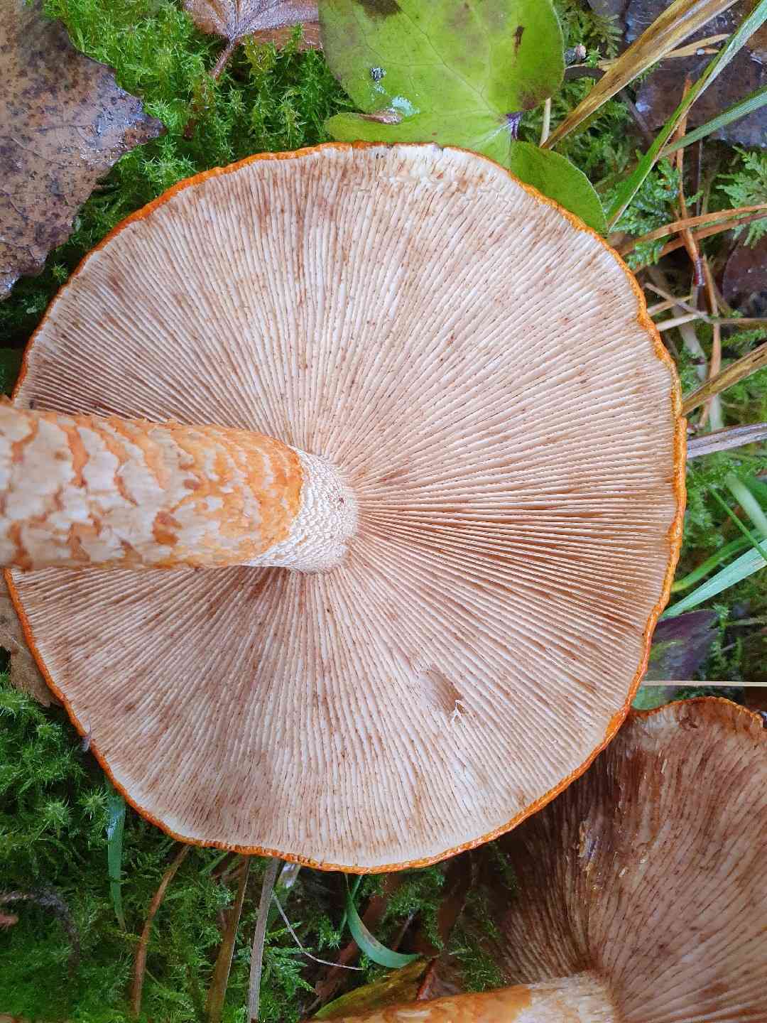 Golden orange tricholoma (Tricholoma aurantium) thumbnail 2
