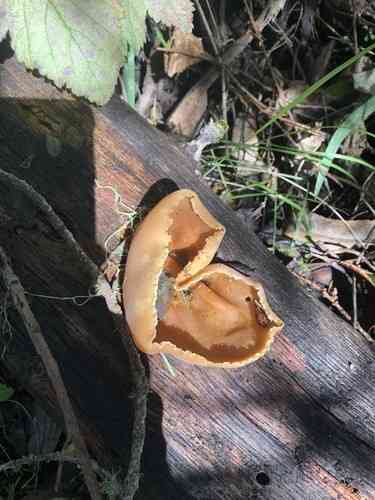 Palomino cup (Peziza repanda) thumbnail 3