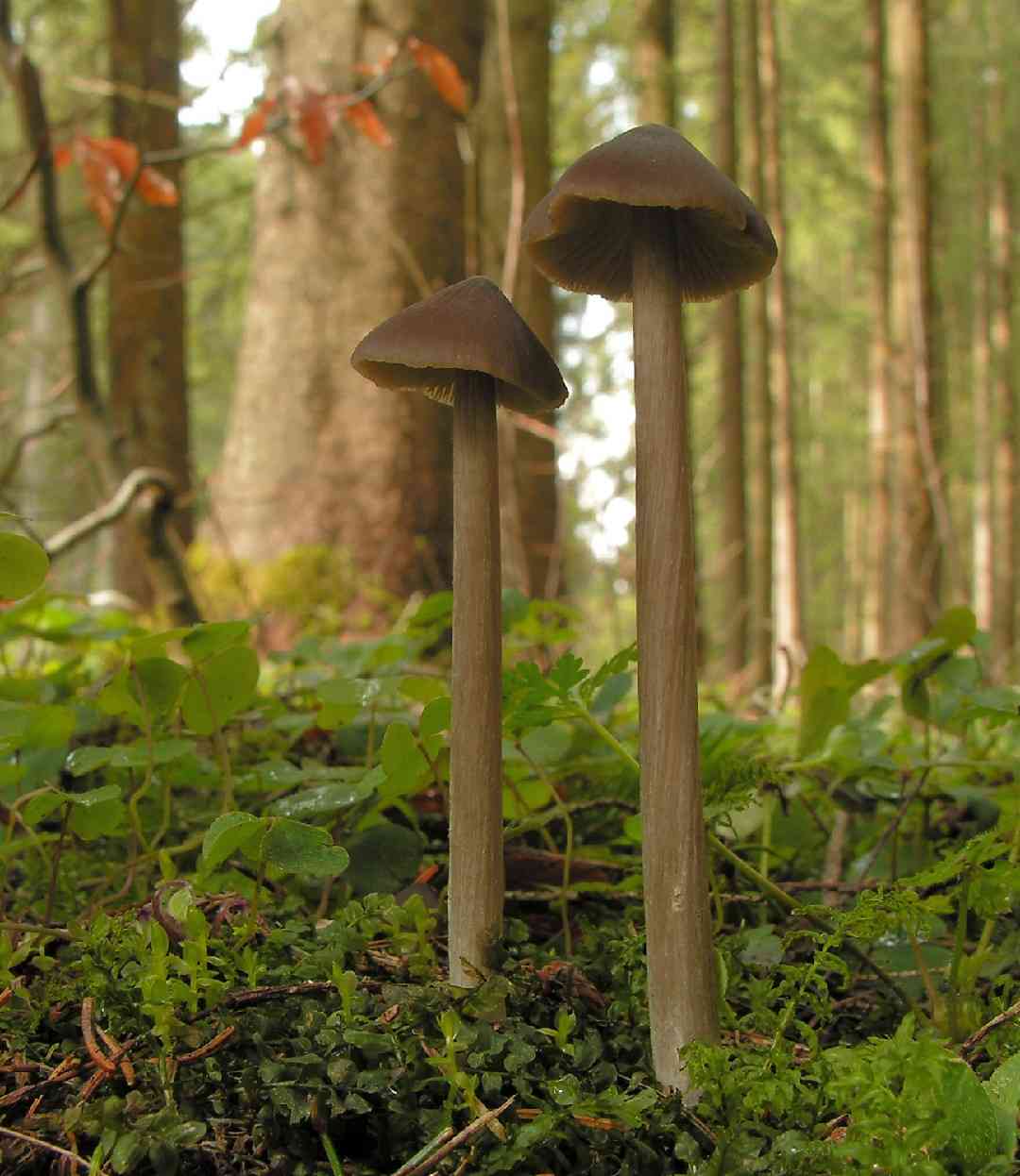 Entoloma hirtipes (Entoloma hirtipes) thumbnail 1