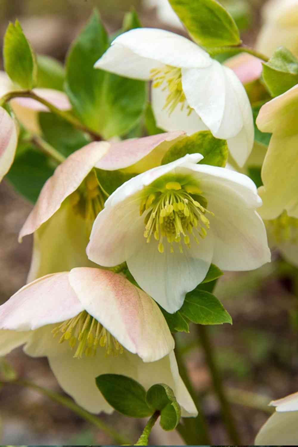 Christmas rose