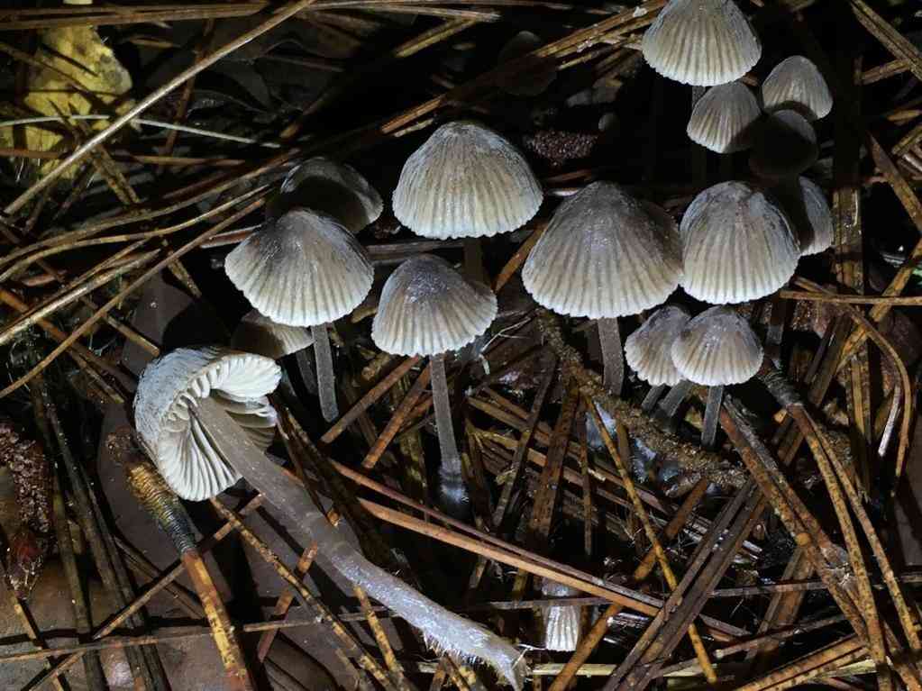 Nitrous bonnet (Mycena leptocephala) thumbnail 1