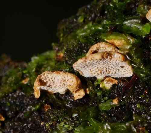 Panellus pusillus (Panellus pusillus) thumbnail 3