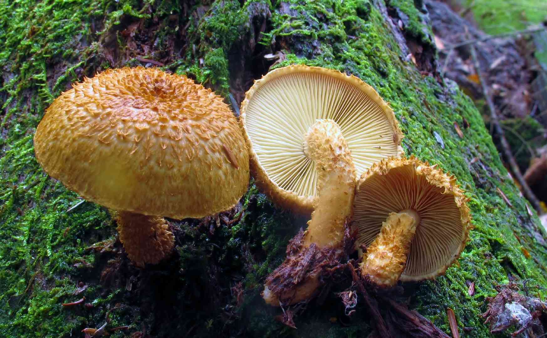 Decorated pholiota (Leucopholiota decorosa) thumbnail 1