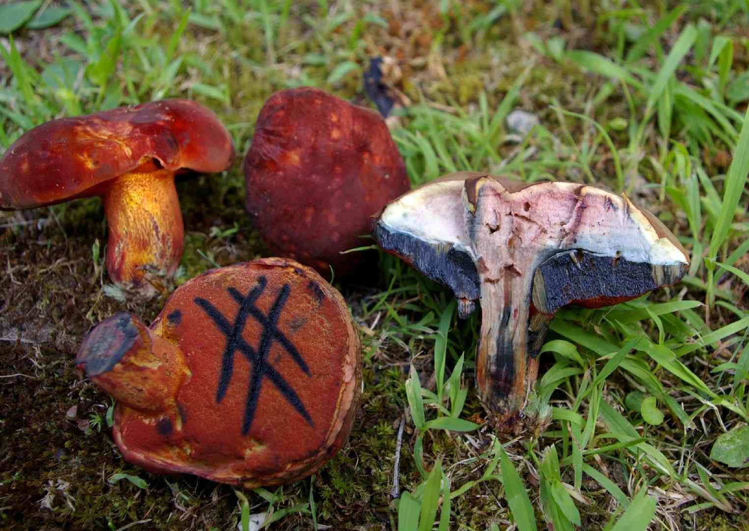 Boletus rubroflammeus (Boletus rubroflammeus) thumbnail 1