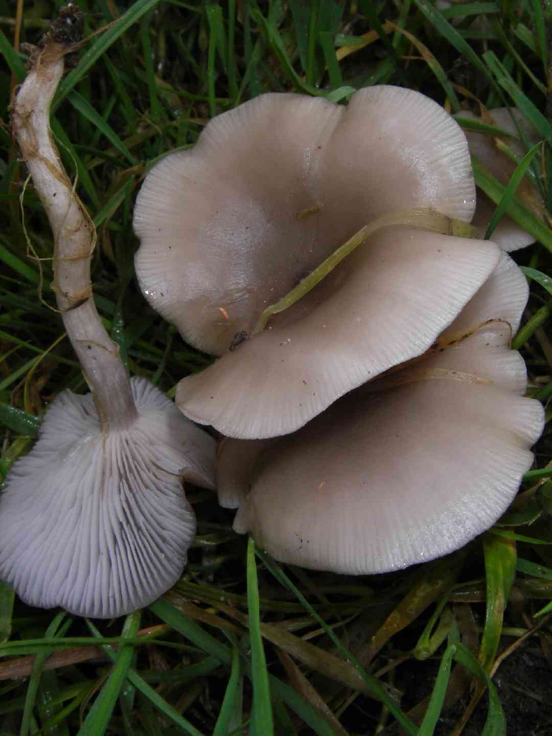 Sordid blewit (Lepista sordida) thumbnail 1