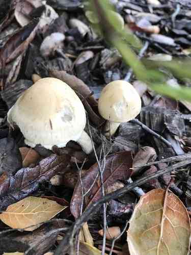 Leratiomyces percevalii (Leratiomyces percevalii) thumbnail 2