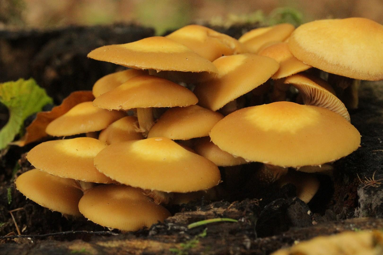 Sheathed woodtuft
