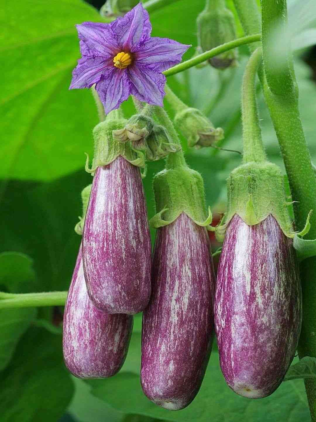 Eggplant