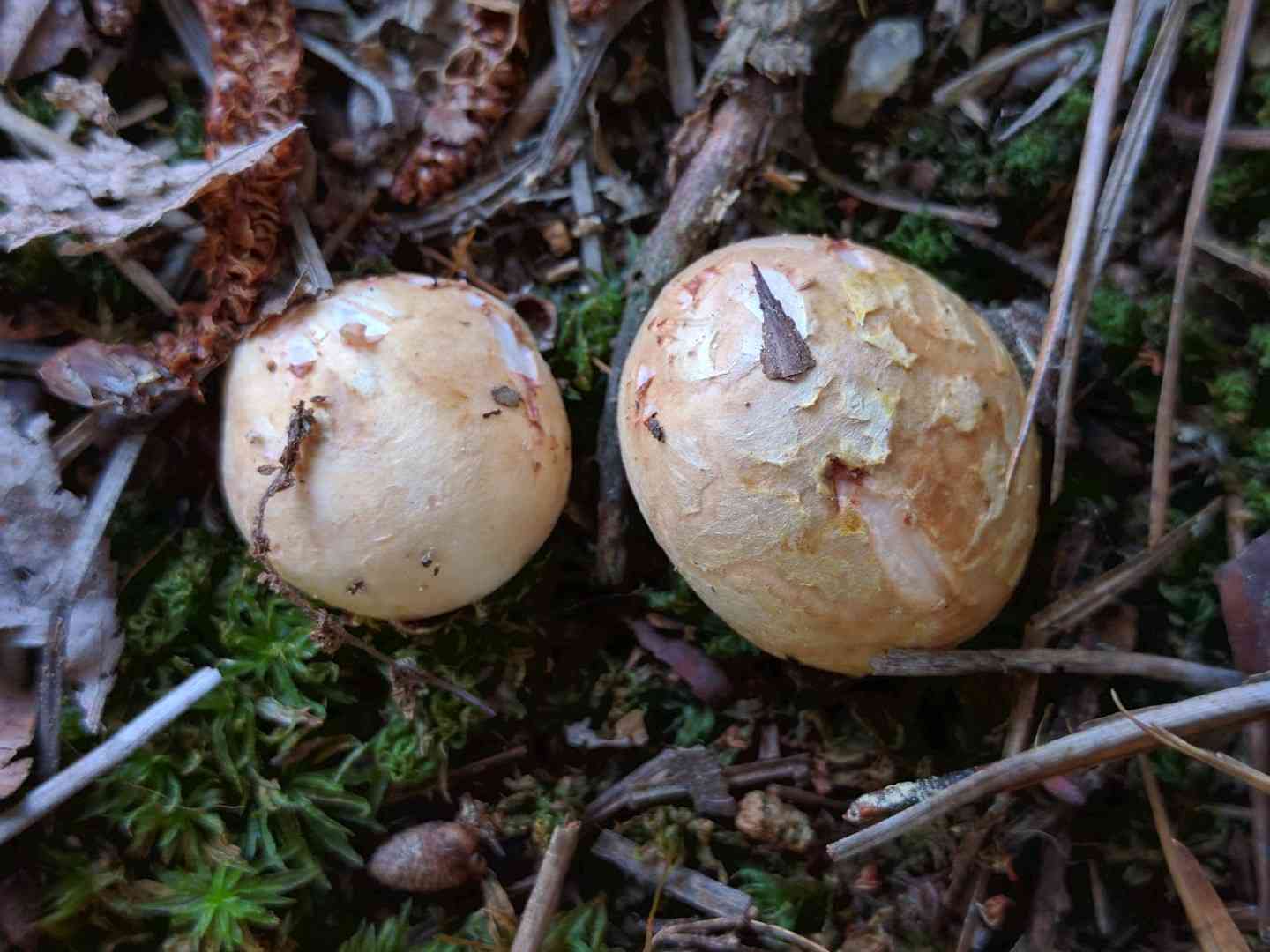 Flaky puffball (Lycoperdon mammiforme) thumbnail 3