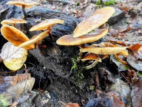 Funeral bell (Galerina marginata) thumbnail 2