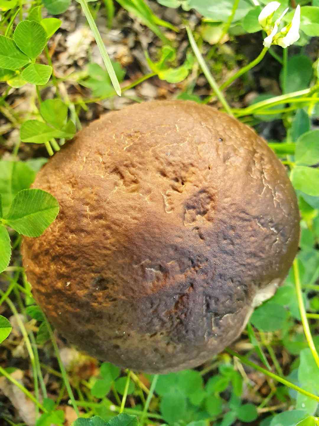 Saffron bolete (Leccinellum crocipodium) thumbnail 3