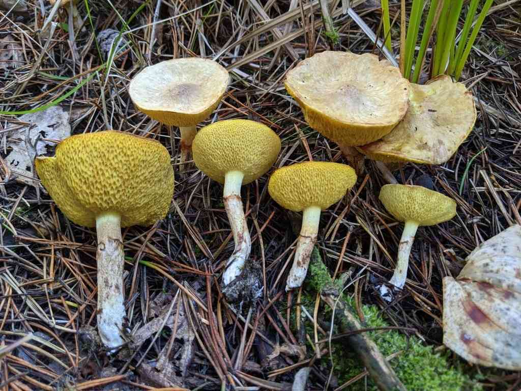 Jellied bolete (Suillus umbonatus) thumbnail 1