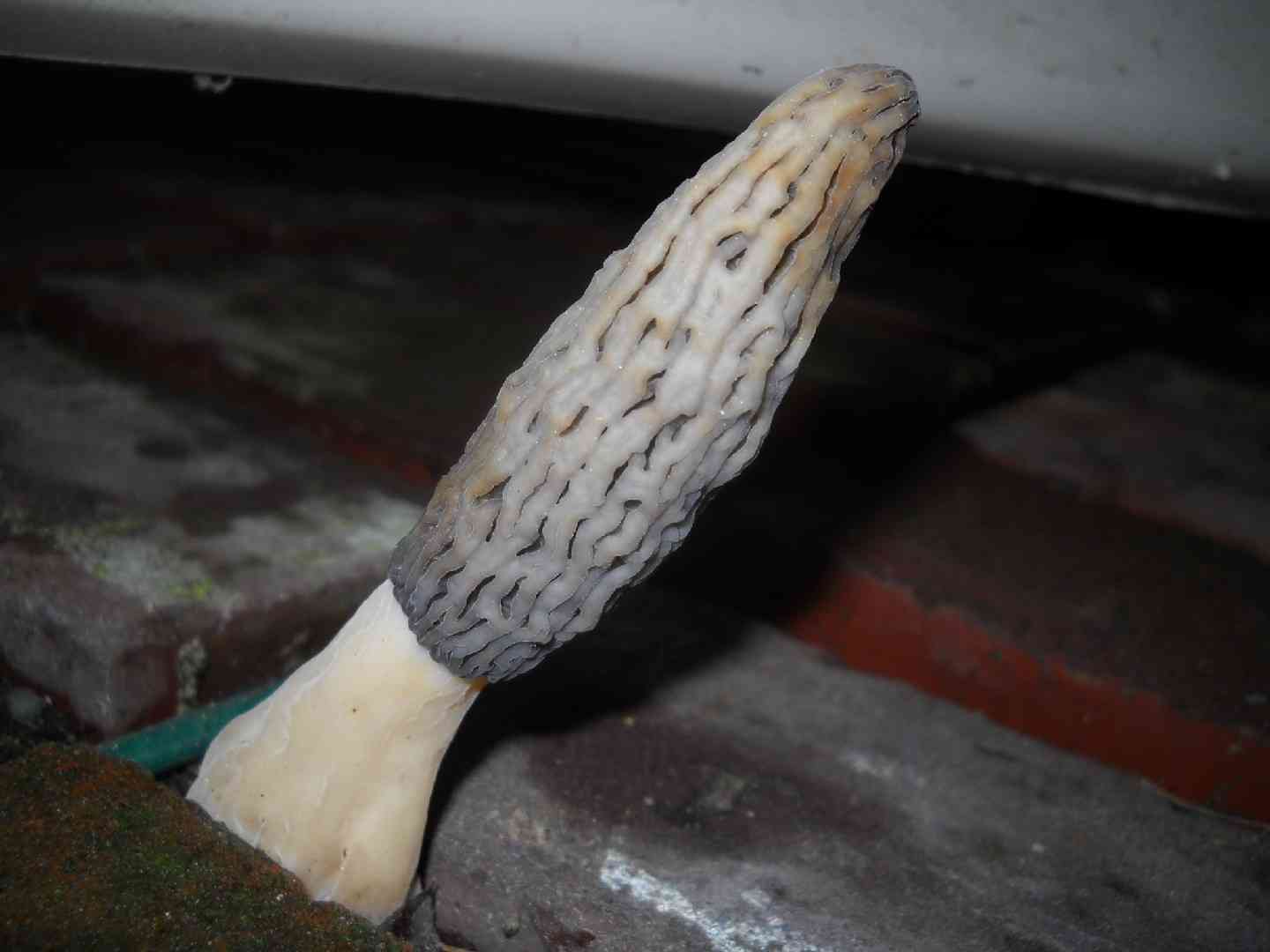 Landscape black morel (Morchella importuna) thumbnail 3