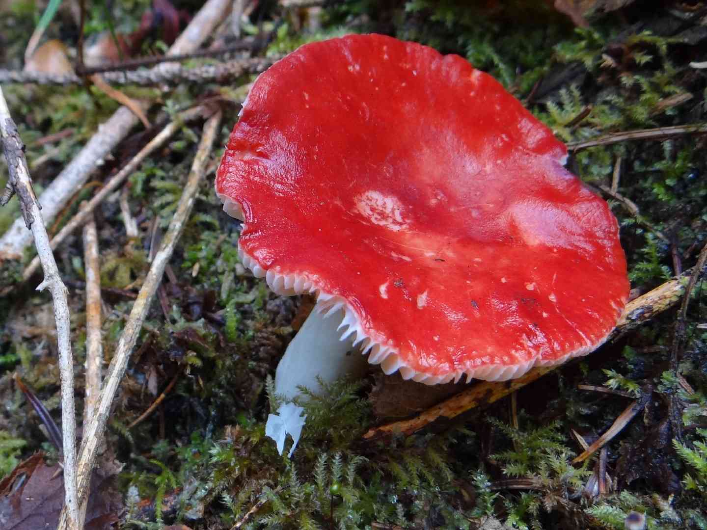 Hintapink (Russula paludosa) thumbnail 2