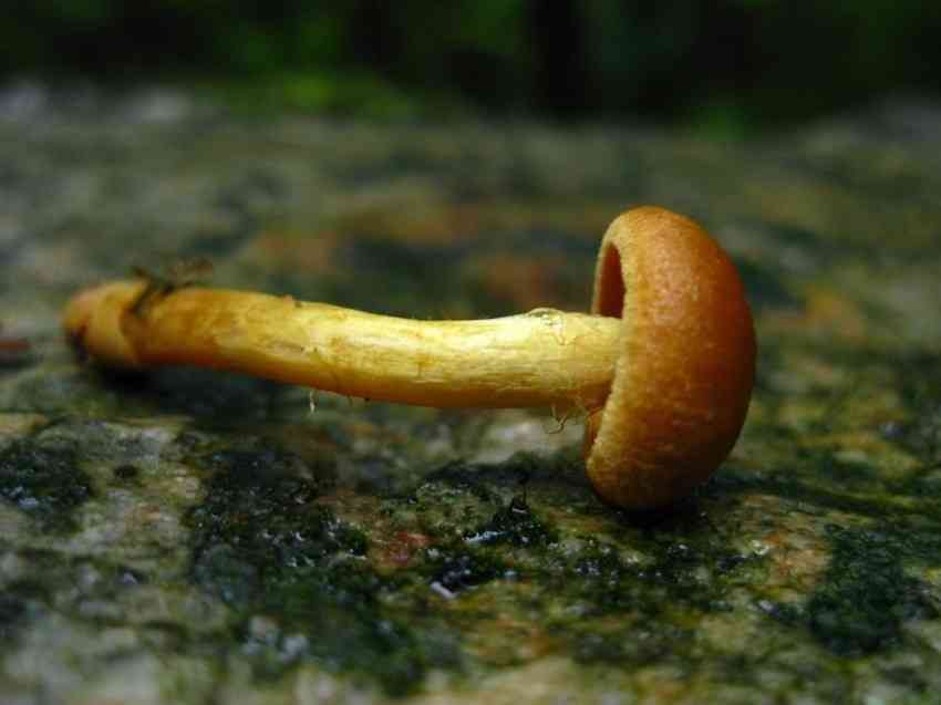 Cortinarius saniosus (Cortinarius saniosus) thumbnail 3