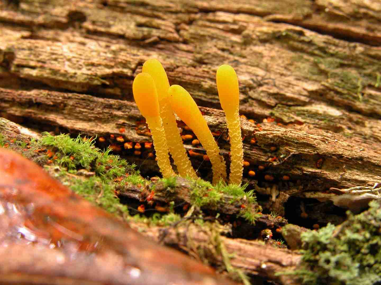 Orange earth tongue (Microglossum rufum)