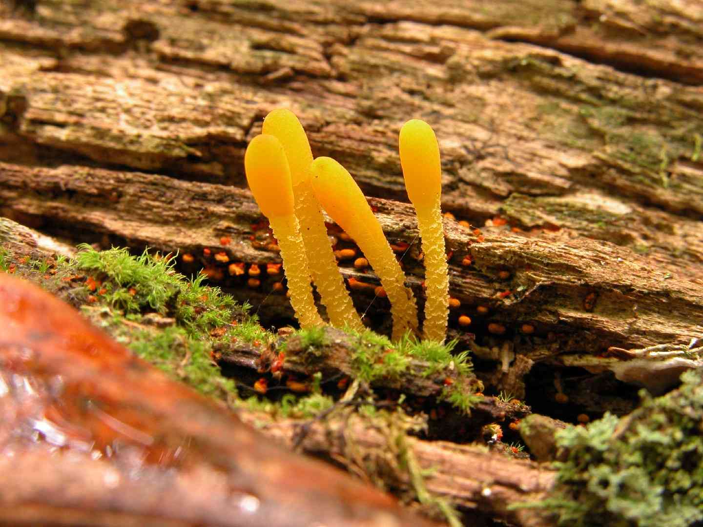Orange earth tongue (Microglossum rufum) thumbnail 1