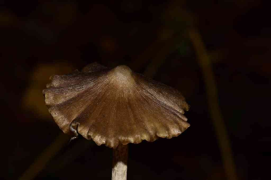 Straight-stalked Entoloma (Entoloma strictius) thumbnail 3